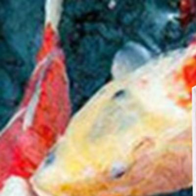 Marine Aquarium Hydrometer - Измеритель солености для морской воды, тестер